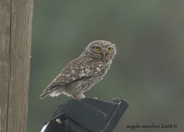 Civetta Athene noctua. Tre ritrattini.